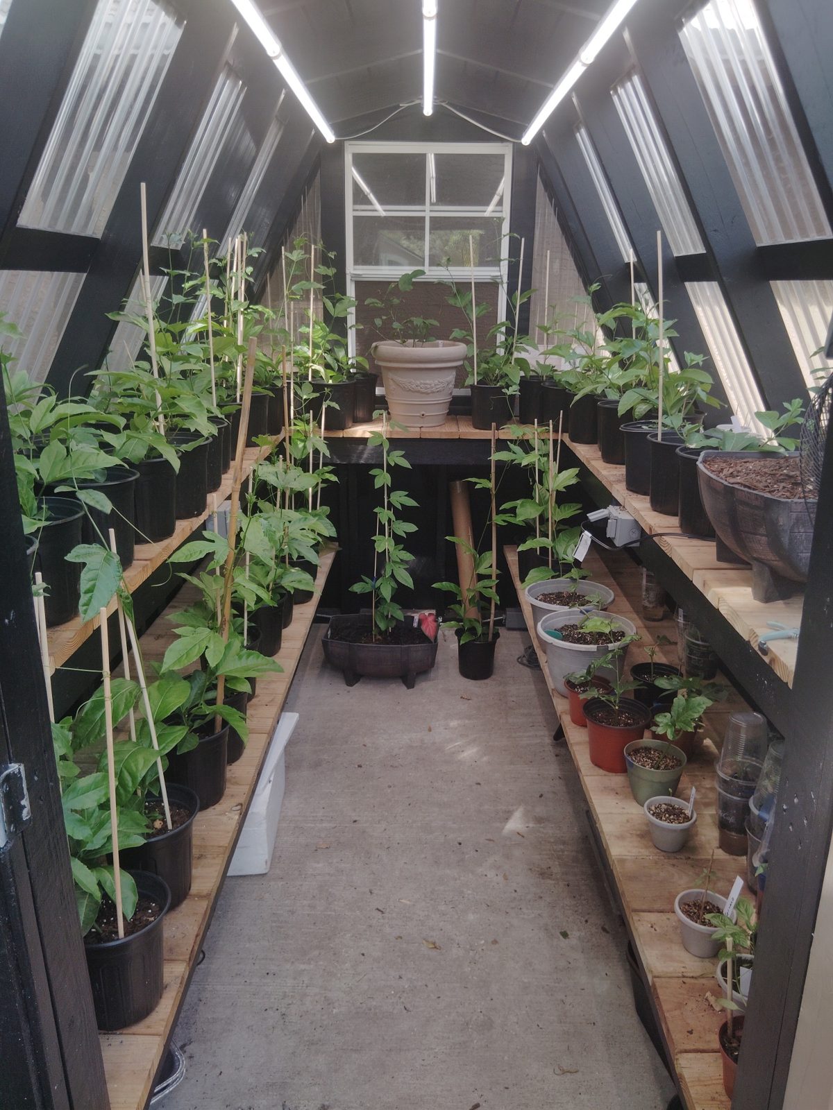 Passion fruit plants growing inside the greenhouse