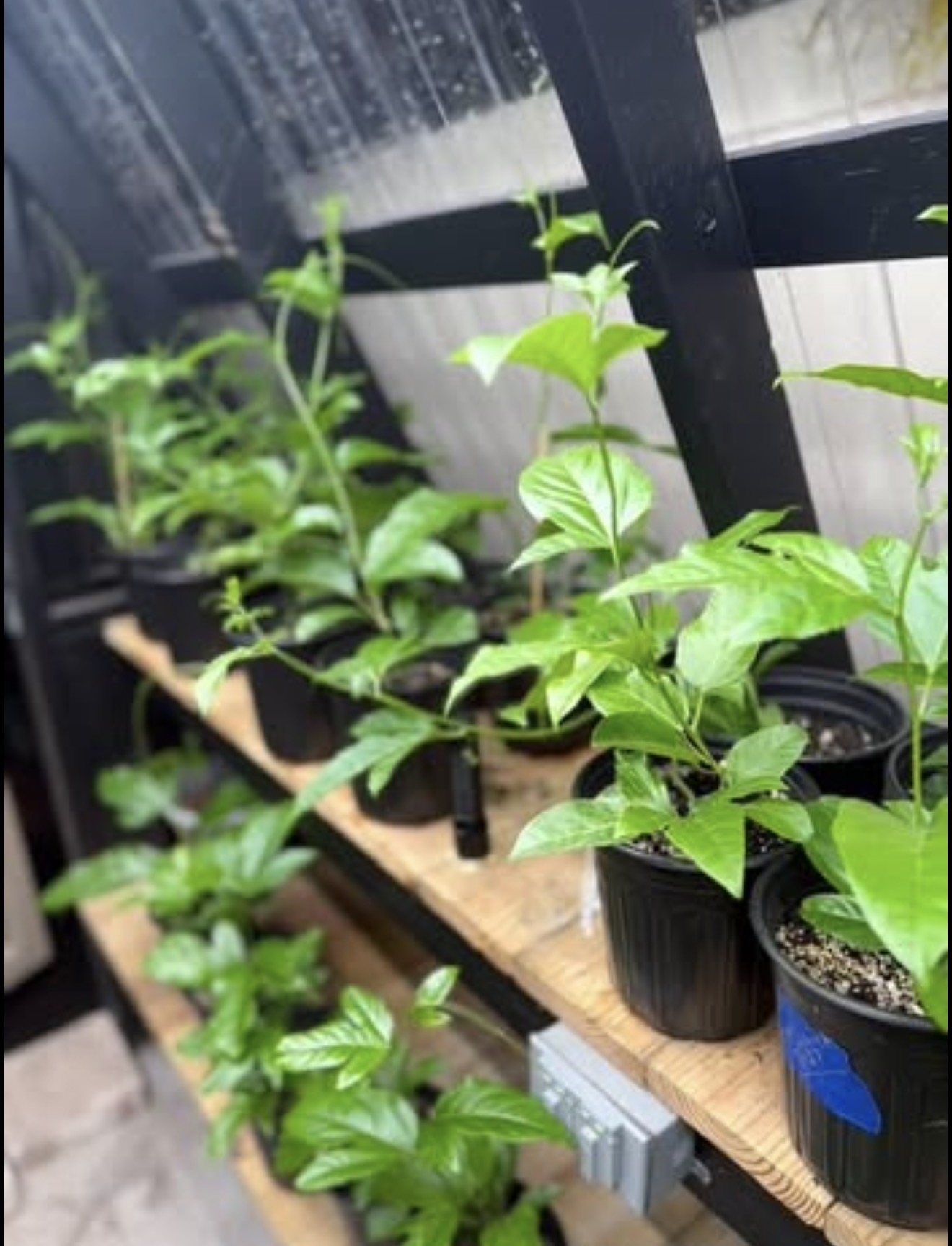 A healthy passion fruit plant in a pot