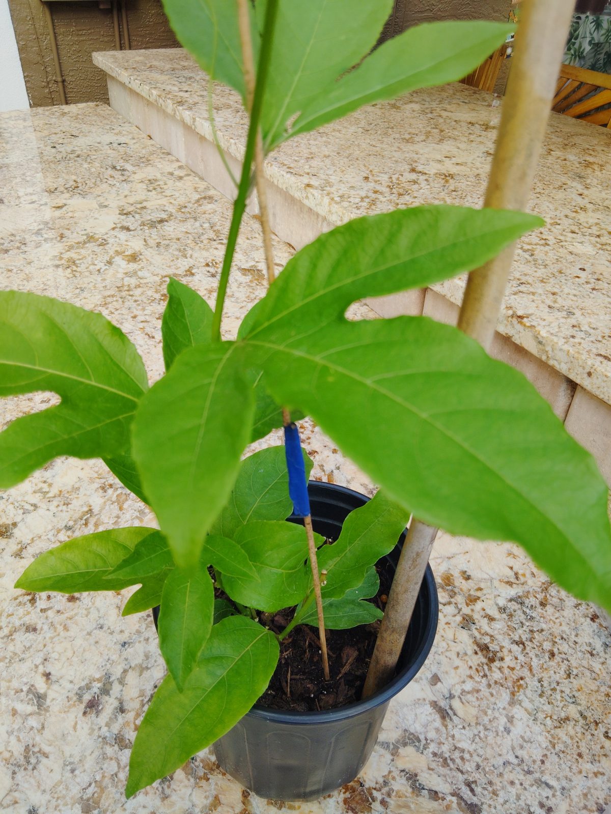 Close-up of passion fruit leaves